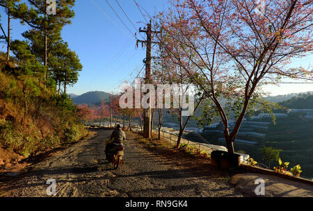 springtime nice cherry blossom tree with pink flower bloom on bent country road, people ride motorbike move under sakura tree in srping Stock Photo