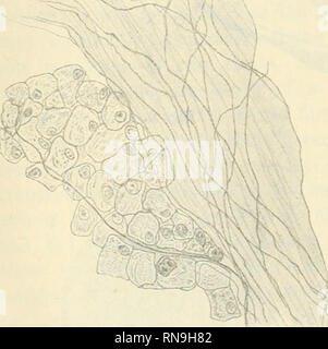 . Anatomischer Anzeiger. Anatomy, Comparative; Anatomy, Comparative. Fig. 4. Fig. 3. Secreting tube, longi- tudinal section. Zenker's fluid, BiONDi. 270/j. D. C. Unripe cells. E. C. ripe cells. Fig. 4. Preparation according to Ehrlich-Bethe. Nerve plexus. 600/j. are generally situated at the base of the cells. The epi- thelium of the large central duct is altogether different from that of the secreting tubes and has no secretory function. It is an ordi- nary columnar epithehum, the cells generally having smaller dimensions than the secretory. The protoplasm stains dark red with Biondi's fluid  Stock Photo