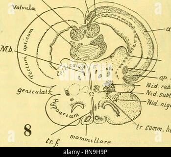 . Anatomischer Anzeiger. Anatomy, Comparative; Anatomy, Comparative ...