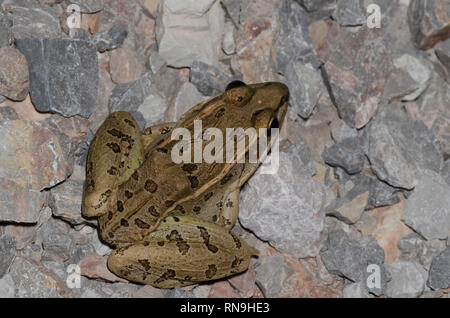 Southern Leopard Frog, Lithobates sphenocephalus Stock Photo