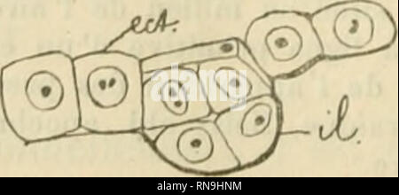 . Anatomischer Anzeiger. Anatomy, Comparative; Anatomy, Comparative. 05' 270 Quelle est V origine de ces amas cel- lulaires? La plupart de ces productions, principaleraent les plus petites contractent le plus souvent des rapports tres intimes avec le feuillet externe, dont elles com- priment et aplatissent parfois les cellules. Une membrane plus ou moins nette les separe de ce dernier ainsi que des 616- ments vitellins voisins (voyez fig. 2 et 3). Les ilots cellulaires plus volumineux sie- gent profondement et ne pr6sentant plus que quelques rares points de contact avec r ectoblaste (fig, 1),  Stock Photo