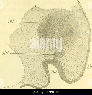 . Anatomischer Anzeiger. Anatomy, Comparative; Anatomy, Comparative. 205 or ganglion has progressed considerably and it seems to form a com- pact connection between organ and lobe. Fig. 5 shews a more magnified representation of the bulb, part of the olfac- tory pit, and the ventral part of the lobe. It can be seen that the bulb is directly united with the olfactory or- gan through their cells being in contact, but on the other hand there is a small inter- vening space between bulb and lobe, and from their cells a network of nerve- fibres is sent out which con- nects them with each other and f Stock Photo