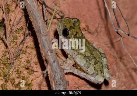 Gray Tree Frog, Hyla versicolor Stock Photo