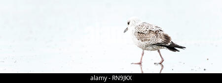 Juvenile of brown headed gull walks on sandy at beach Stock Photo