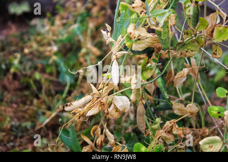 Side view of peas in a garden along a string trellis Stock Photo