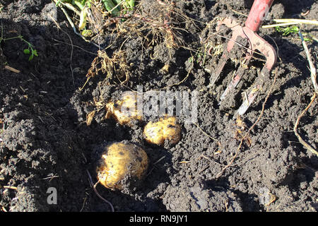 Closeup of three potatoes being dug up Stock Photo