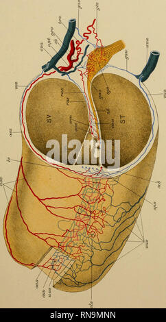 Id Co T Z O H Tu To Z O Uj O Lt Q H I Oq Z Lt Lli It O U Jlj Hidsa Id Hidaa 10 Stock Photo Alamy