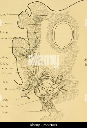 Anatomische Hefte Amp Mc O 7 I O O Beitrage Zur Vergleichenden Luitwiekelungsgeschiehte Etc 547 O R O G G N O N O Gt