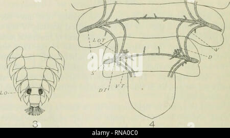 . The anatomical record. Anatomy; Anatomy. Fig. 1 Pliotinus scintillans, malo, (liiiKrammatic drawing to represent the two layers of flie light-organ and the general arrangement of the larger trachea. A, ampulla; D T, dorsal tracheal trunk; P, photogenic layer; R, reflector layer; S, spiracle; V T, ventral tracheal trunk. Fig. 2 Photurus pennsylvanica, larva, diagrammatic drawing to show the two layers of the light-organ, and the arrangement of the trachea. A, ampulla; D T, dorsal tracheal trunk; /', jihotogenic layer; l{, reflector layer; N, spiracle; V T, ventral tracheal trunk. Fig. 3 Photu Stock Photo