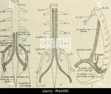 . The Anatomical record 1922-1923. Anatomy. SINGLE rMBILICAL ARTERY IN HUMAN FETUSES 329 ?/TorfcL. Fig. 3 Diagrammatic representation, ventral view, of the developing abdominal aorta, showing the normal development of the arteries of the lower limbs and umbilical cord. Both dorsal and ventral roots of the umbilical arteries are indicated. The several portions of the arterial system of special • interest in this paper are distinguished by hatching and stipple, and this method is adhered to uniformly in all subsequent figures (4 to 9). r.v., radix ventralis; r.d., radix dorsalis. The other abbre Stock Photo