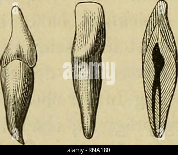 . Anatomie des menschlichen Gebisses, mit besonderer Rücksicht auf die Bedürfnisse der Zahnersatzkunde. Tooth; Dentition; Anatomy. Fig. 18.. Please note that these images are extracted from scanned page images that may have been digitally enhanced for readability - coloration and appearance of these illustrations may not perfectly resemble the original work.. Mühlreiter, E. Leipzig, Felix