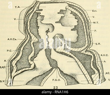 . The anatomical record. Anatomy; Anatomy. EARLY DEVELOPMENT OF HEART IN MAMMALIA 293 In consequence of this asymmetrical relation, the atrial tube forms a typical curvature with the ventricular limb at the atrio- ventricular junction, so that its convexity is directed toward the left side in the horizontal plane and ventralward in the vertical plane.. Fig. 23 Dorsal view of the reconstruction of the same embryonic shield (stage VIII) from which figure 22 was drawn. Dorsal wall of the pericardium and of the myocardium have been removed to expose the endothelium, which is subdivided into severa Stock Photo