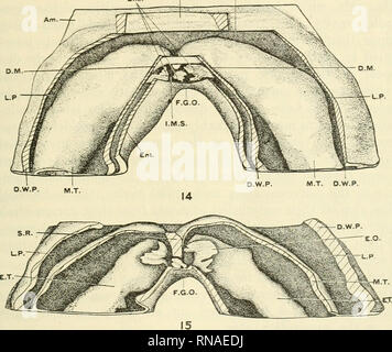 . The anatomical record. Anatomy; Anatomy. EARLY DEVELOPMENT OF HEART IN MAMMALIA 273 This ventral triangular space is covered by the entoderm ceph- alad to the foregut opening, while the dorsal intermesocardial space is covered by the foregut floor. Ventrall}&quot; to the com- municating mj'ocardial cavity, the pericardial cavity passes from side to side, because of the absence of the ventral mesocardium. Along the ventral mesodermic reflection the anlage of the septum transversum of His will be presented in the future development, and the mesodermic reflection may be erroneously taken for. F Stock Photo