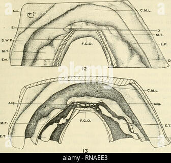 . The anatomical record. Anatomy; Anatomy. EARLY DEVELOPMENT OF HEART IN MAMMALIA 269. Fig. 12 Dorsal view of the reconstruction of the same embryonic shield (stage III, A) from which figure 11 was drawn. Dorsal wall of the pericardium has been removed to show the pericardial cavity and myocardial tubes. At the caudal part of the craniomedian limb of the perciardial cavity the splanchno- pleura projects into the pericardial cavity, forming the prominent fold, which is absent in front of the cranial extremity of the myocardial tube on the left side. E-D indicates plane of section of figure 11.  Stock Photo