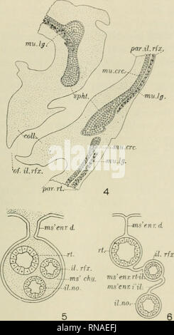 . The anatomical record. Anatomy; Anatomy. ABNORMALITY IN THE INTESTINE 497 par.il. rfx,. Fig. 4 LonRitvidinal section thr()iKli the region of tlu&gt; spliim-ter of the reflex ileum (X 13). coll., collar exteudinj!; into lumen of reetvim; niu.crc, circular mus- cles; mu.lg., longitiuliniil muscles; of.il.rfx.. orifice of reflex ilevun into rectum: par.il.rfx., wall of reflex ileum; par.rt., wall of rectum; .sp/i/., sphincter. Figs. 5 and 6 Diagrammatic cross sections to show how the embryonic ileum, if reflexed inside the mesenteric fold (fig. 5). could produce the conditions of the supportin Stock Photo