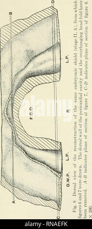 . The anatomical record. Anatomy; Anatomy. EARLY DEVELOPMENT OF HEART IN MAMMALIA 261. Please note that these images are extracted from scanned page images that may have been digitally enhanced for readability - coloration and appearance of these illustrations may not perfectly resemble the original work.. Bardeen, Charles Russell, 1871-1935, ed; Boyden, Edward A. (Edward Allen), 1886-1976; Bremer, John Lewis, 1874- ed; Hardesty, Irving, b. 1866, ed; American Association of Anatomists; American Society of Zoologists; Wistar Institute of Anatomy and Biology. [New York, etc. ] A. R. Liss [etc. ] Stock Photo