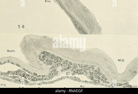 . The anatomical record. Anatomy; Anatomy. EARLY DEVELOPMENT OF HEART IN MAMMALIA 259 K . n Mas '^^.. --S. ^^sm^£^^'. Please note that these images are extracted from scanned page images that may have been digitally enhanced for readability - coloration and appearance of these illustrations may not perfectly resemble the original work.. Bardeen, Charles Russell, 1871-1935, ed; Boyden, Edward A. (Edward Allen), 1886-1976; Bremer, John Lewis, 1874- ed; Hardesty, Irving, b. 1866, ed; American Association of Anatomists; American Society of Zoologists; Wistar Institute of Anatomy and Biology. [New  Stock Photo