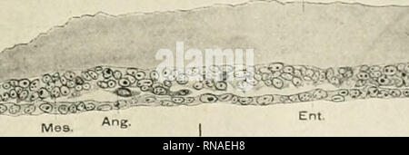 . The anatomical record. Anatomy; Anatomy. EARLY DEVELOPMENT OF HEART IN MAMMALIA 253 t. ^•og ^' Am ( f-&quot;. Please note that these images are extracted from scanned page images that may have been digitally enhanced for readability - coloration and appearance of these illustrations may not perfectly resemble the original work.. Bardeen, Charles Russell, 1871-1935, ed; Boyden, Edward A. (Edward Allen), 1886-1976; Bremer, John Lewis, 1874- ed; Hardesty, Irving, b. 1866, ed; American Association of Anatomists; American Society of Zoologists; Wistar Institute of Anatomy and Biology. [New York,  Stock Photo