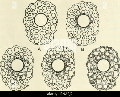 . The anatomical record. Anatomy; Anatomy. MELANIN ELABORATION 395. C D E Fig. 1 Diagrammatic sketch to show the different stages of melanin eh^bo- ration. The heavily outlined circle in the center represents the nucleus of the cell, the smaller ovals represent oil droplets. The cell is represented in median section. pigment granules, but contained fat droplets scattered through- out the cytoplasm and a more or less centrally placed nucleus. Then a few small, spherical, brownish granules became visible in the cytoplasm of the cell immediately adjacent to the nucleus, appearing simultaneously,  Stock Photo