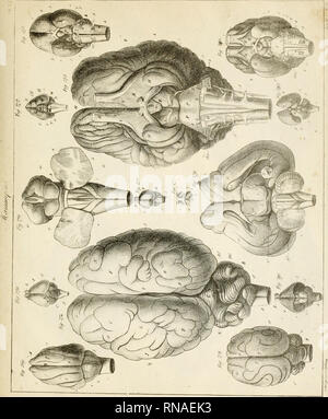 . Anatomie comparée du cerveau : dans les quatres classes des animaux vertébrés. Anatomy, Comparative. . Please note that these images are extracted from scanned page images that may have been digitally enhanced for readability - coloration and appearance of these illustrations may not perfectly resemble the original work.. Serres, Etienne Renaud Augustin, 1786-1868. Paris : Gabon et compagnie; [etc. , etc. ] Stock Photo