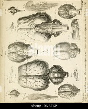 . Anatomie comparée du cerveau : dans les quatres classes des animaux vertébrés. Anatomy, Comparative. . Please note that these images are extracted from scanned page images that may have been digitally enhanced for readability - coloration and appearance of these illustrations may not perfectly resemble the original work.. Serres, Etienne Renaud Augustin, 1786-1868. Paris : Gabon et compagnie; [etc. , etc. ] Stock Photo