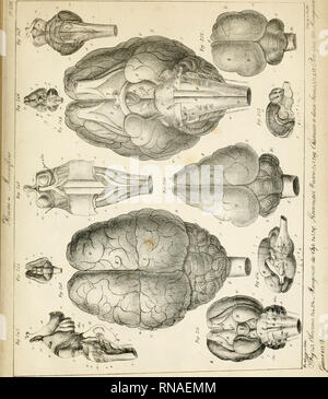 . Anatomie comparée du cerveau : dans les quatres classes des animaux vertébrés. Anatomy, Comparative. .1. Please note that these images are extracted from scanned page images that may have been digitally enhanced for readability - coloration and appearance of these illustrations may not perfectly resemble the original work.. Serres, Etienne Renaud Augustin, 1786-1868. Paris : Gabon et compagnie; [etc. , etc. ] Stock Photo