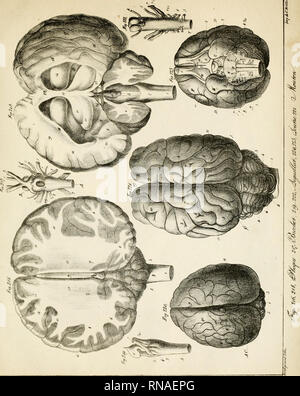 . Anatomie comparée du cerveau : dans les quatres classes des animaux vertébrés. Anatomy, Comparative. i r ^. Please note that these images are extracted from scanned page images that may have been digitally enhanced for readability - coloration and appearance of these illustrations may not perfectly resemble the original work.. Serres, Etienne Renaud Augustin, 1786-1868. Paris : Gabon et compagnie; [etc. , etc. ] Stock Photo