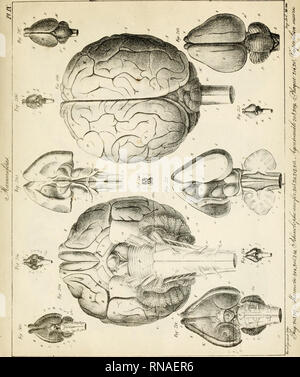 . Anatomie comparée du cerveau : dans les quatres classes des animaux vertébrés. Anatomy, Comparative. . Please note that these images are extracted from scanned page images that may have been digitally enhanced for readability - coloration and appearance of these illustrations may not perfectly resemble the original work.. Serres, Etienne Renaud Augustin, 1786-1868. Paris : Gabon et compagnie; [etc. , etc. ] Stock Photo