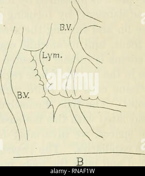 . The Anatomical Record. Anatomy; Anatomy. 180 WILBERT A. CLEMENS. Fig ...