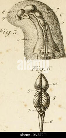 . Anatomie comparée du cerveau : dans les quatres classes des animaux vertébrés. Anatomy, Comparative. /'/'/?'/ . Please note that these images are extracted from scanned page images that may have been digitally enhanced for readability - coloration and appearance of these illustrations may not perfectly resemble the original work.. Serres, Etienne Renaud Augustin, 1786-1868. Paris : Gabon et compagnie; [etc. , etc. ] Stock Photo