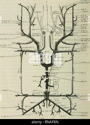 . The anatomical record. Anatomy; Anatomy. 324 ROBERT W. HENDERSON Pop.S i . Tnc . K. Pop.br. Pop.V. Fig. 1 Venous and lymphatic systems (diagrammatic). Please note that these images are extracted from scanned page images that may have been digitally enhanced for readability - coloration and appearance of these illustrations may not perfectly resemble the original work.. Bardeen, Charles Russell, 1871-1935, ed; Boyden, Edward A. (Edward Allen), 1886-1976; Bremer, John Lewis, 1874- ed; Hardesty, Irving, b. 1866, ed; American Association of Anatomists; American Society of Zoologists; Wistar Inst Stock Photo