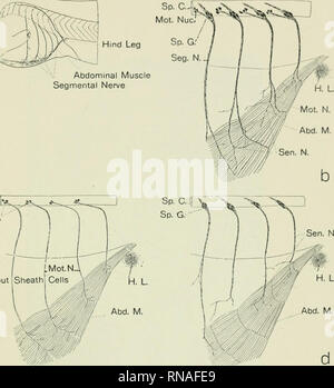 . The anatomical record. Anatomy; Anatomy. Hind Leg Abdominal Muscle Segmental Nerve. Sp. C..-|^ VIot. Nuc 'Mot without 1 Sheath Cel Abd. M. Fig. 11.—Diagrammatic views of tlie nerves in the abdominal walls of tadpole, a, body of larva showing general arrangement of nerves; b, ar- rangement in normal larva; c, arrangement in larva from which ganglion crest has been removed, only the motor nerves showing; d, arrangement in larva from which the ventral half of the spinal cord had been removed, showing only sensory nerves. Ahd.M., primary abdominal muscles; H.L., hind limb; Mot.N., motor nerve; M Stock Photo