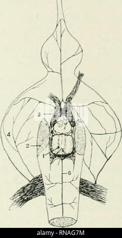 . The anatomical record. Anatomy; Anatomy. 98 C. M. VANDERBURGH pocket is nevertheless continuous with the main subdural space. The gland is loosely attached to the dura by little strands of arachnoid tissue but the space between is easily penetrated by fluids. A large vascular sinus surrounds the posterior end of the gland in a horizontal direction between the two layers of the dura mater which is here split to form the dural pocket. Its walls are thin and composed only of a thin layer of fibrous. Fig. 1 Diagrammatic sketch of the inferior surface of the brain of the guinea pig showing positi Stock Photo