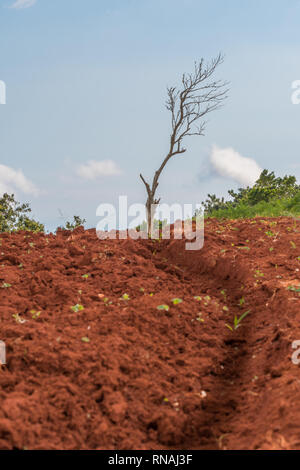 Lone leafless tree standing at the top of a plowed farm hill with a narrow path in the dirt leading up to it. Stock Photo