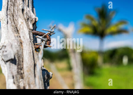 Textured wooden post up close, part of a barbed wire fence boundary on farm land in the countryside. Coconut Palm tree in background. Stock Photo