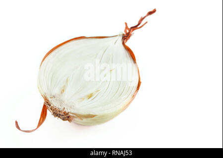 Bulb Onion, Allium cepa, cut in half with visible scale leaves, basal plate, fibrous roots and curly tunic isolated on white background. Healthy Organ Stock Photo