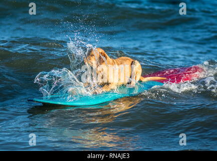 dog surfing on the surf board on the sea Stock Photo