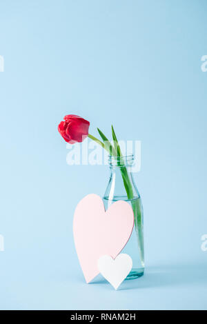 red tulip in transparent glass vase and paper hearts on blue background Stock Photo