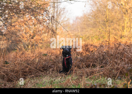 Puppy outdoors Stock Photo