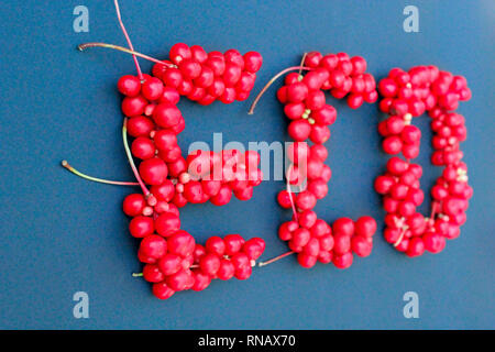 Schisandra chinensis. Word Eco from red ripe berries of schisandra on dark blue background. Healthful schisandra. Protect the environment. Gift of nat Stock Photo