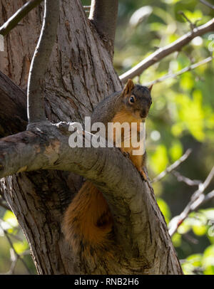 Red squirrel perched on a limb looking down at the camera. Shallow depth of field. Stock Photo