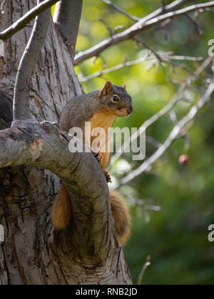 Red squirrel perched on a limb looking at the camera. Selective focus. Stock Photo