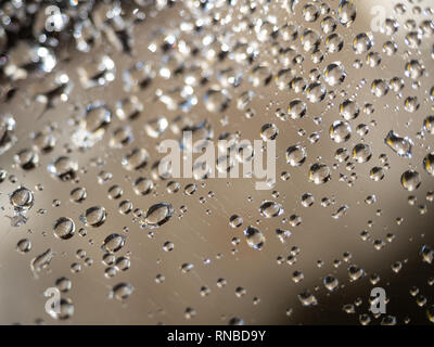 Water droplets on a spider web against a tan and taupe background, Selective focus. Stock Photo