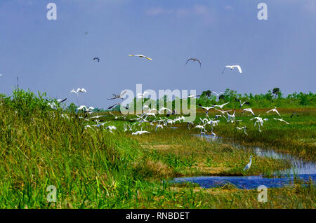 Great White Egret flying in the Everglades Stock Photo