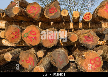 Pile of numbered chopped trees and logs of wood lying in a forest in autumn in Belgium Stock Photo