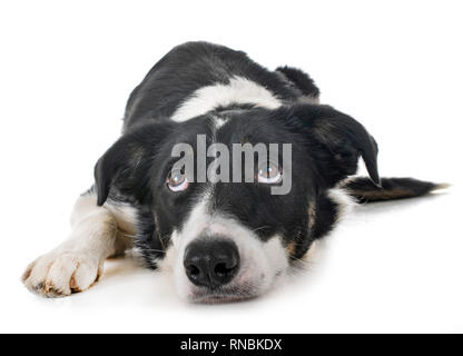 border collie in front of white background Stock Photo