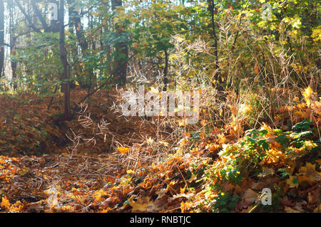 a cobweb in the forest, the sun through autumn wood Stock Photo