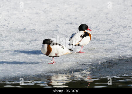 pair of natural shelduck (tadorna tadorna) standing on frozen lake, ice, water Stock Photo