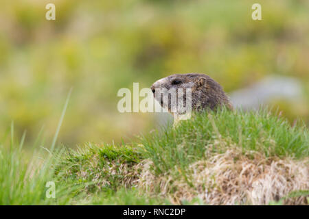 head of natural marmot (marmota monax) in the green grassland Stock Photo