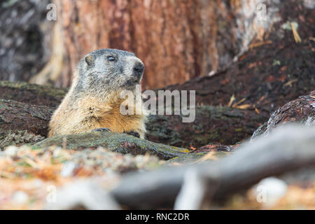one natural marmot groundhog (marmota monax) hidden in tree trunks Stock Photo
